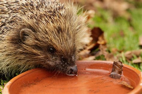 foods prepared hedgehog style|what to give hedgehogs drink.